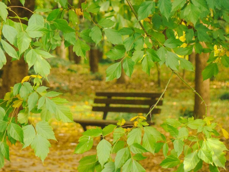 yanping-ma-iFL2ZkYXHIo-unsplash